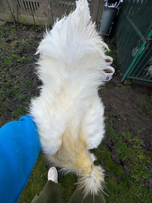 Kogut rasy silka silki