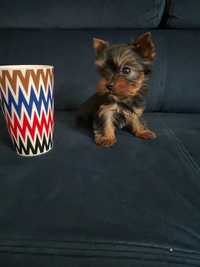 XXS miniaturka Yorkshire terrier suczka