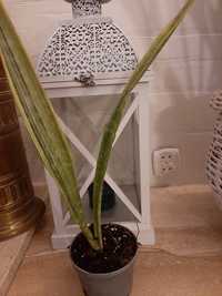 Sansevieria yellow variegata.