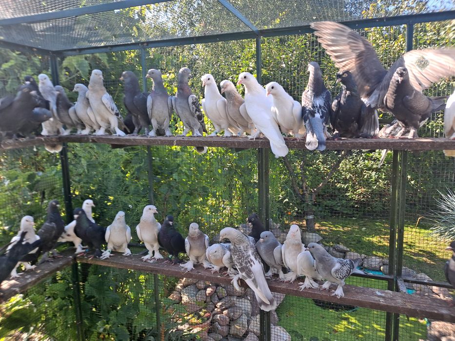 Takla Turecka gołąbki  akrobatyczne