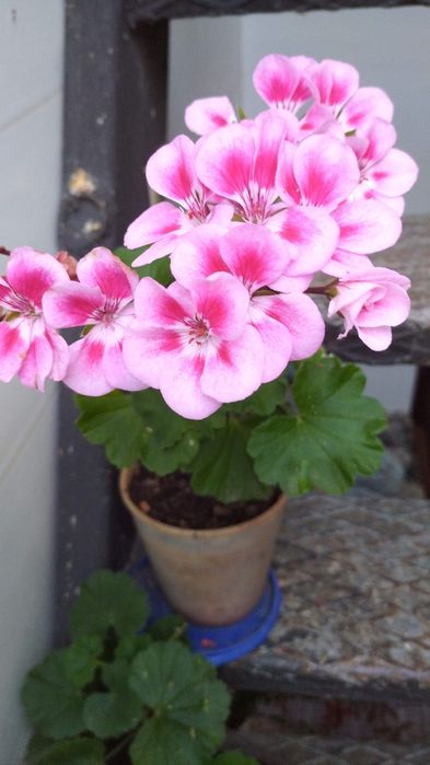 Пеларгонія рідкого забарвлення