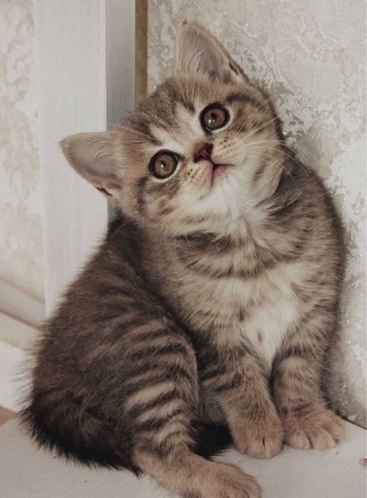 Скотіш Фолд Скотіш страйт