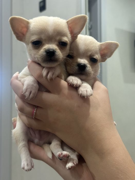 Хлопчики чихуахуа