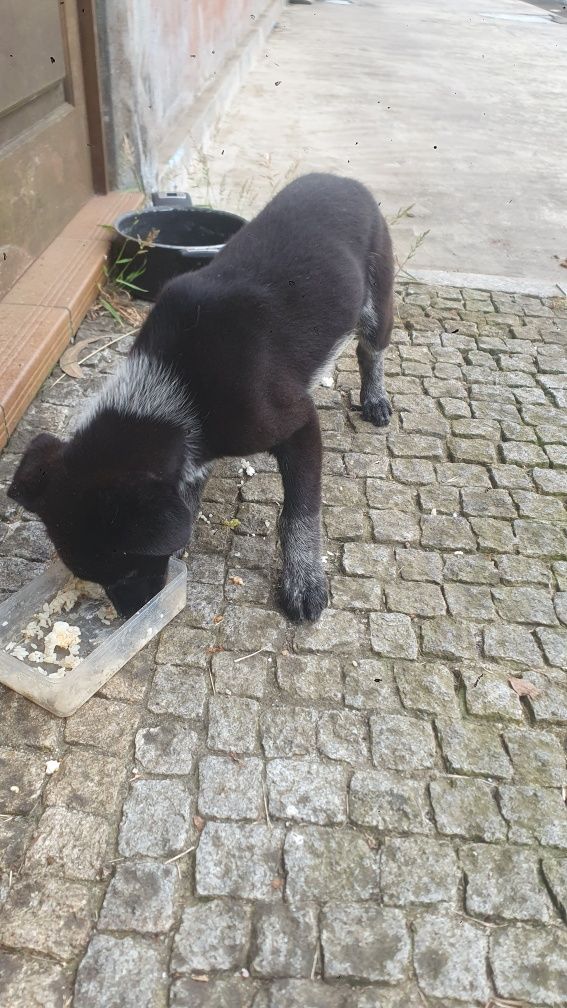 Cao tipo labrador com 2 meses