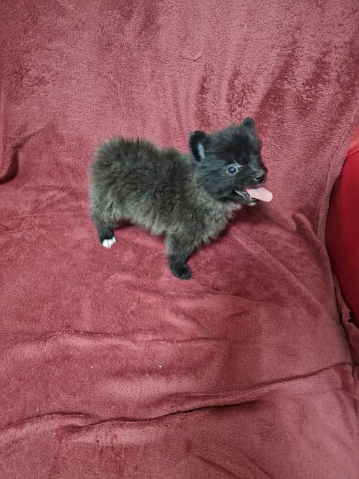 Lulu da Pomerânia/Spitz Alemão anão Fêmea Azul.