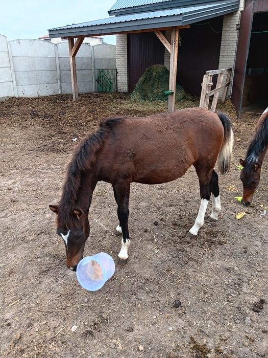 Koń Huculski - Źrebak