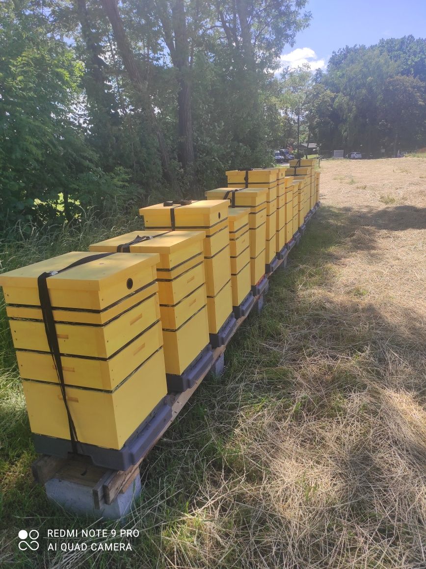 Zapylanie upraw przez pszczoły