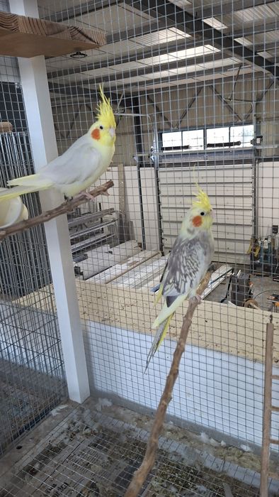 Casal de caturras adultas