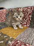 Продаються Шотландські кошенята