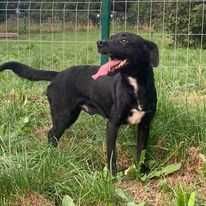 Młody piesek szuka pilnie domu