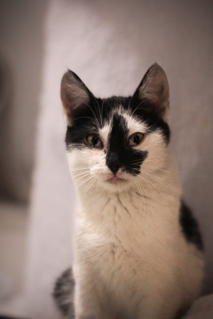 Kotek do adopcji