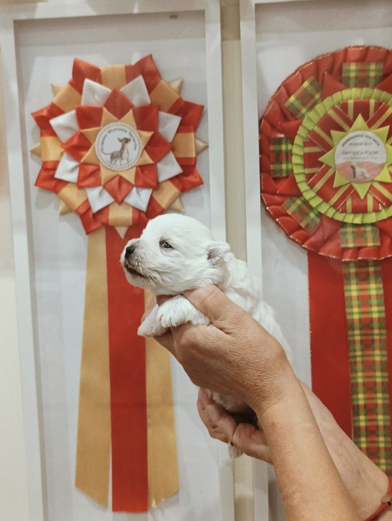 West highland white terrier - suczka - ZKwP/FCI.