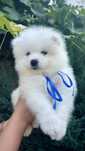 Samoyed male / Самоїд хлопчик