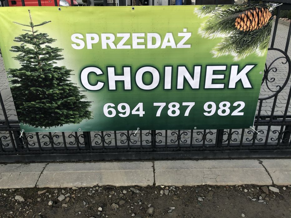 CHOINKI BOŻONARODZENIOWE _ Jodła kaukaska‼️ Duży wybór