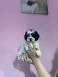 Dziewczynka Maltipoo gotowa do nowego domku kocha dzieci