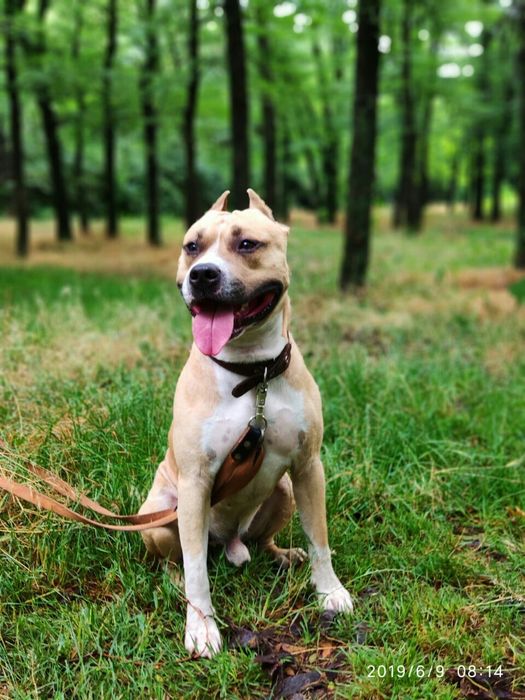 Ам.стаффордширский терьер