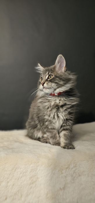 Koteczka Maine coon