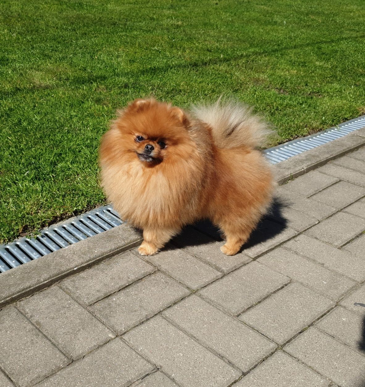 Szpicy miniaturowy pomeranian Reproduktor