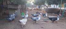 Vender-se patos mudos grandes