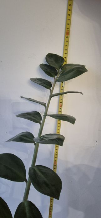 Замиокулькас, заміокулькас,валлютное дерево