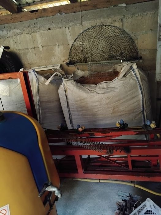 Pszenica zbiór 2025