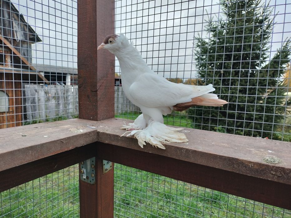 Gołębie ozdobne krymka polska