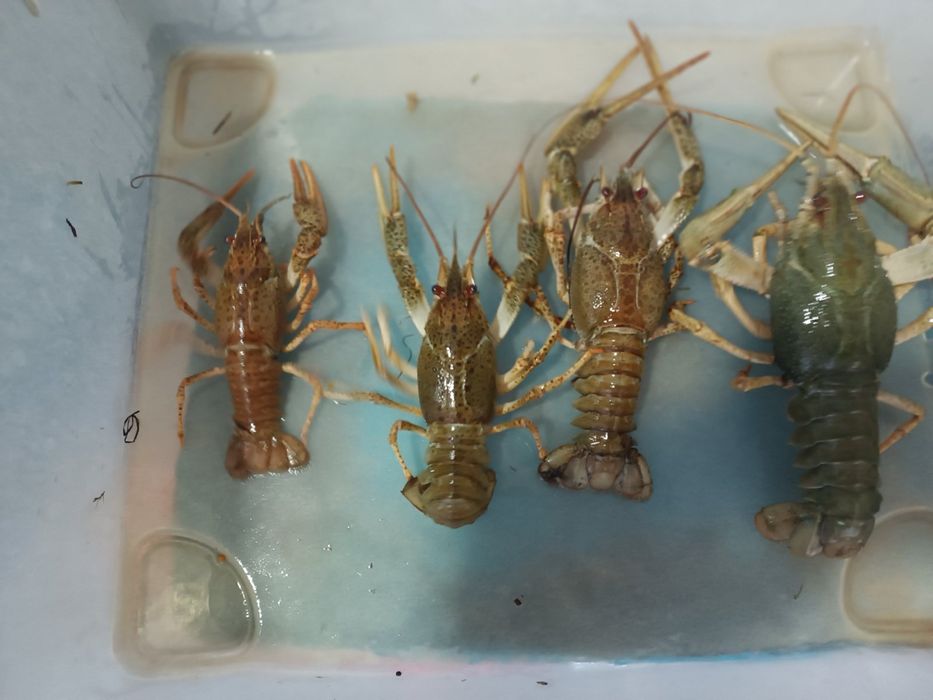 Раки живі, раки варені