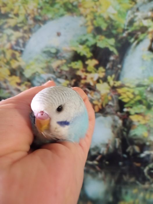 В'язка.Хвилястики