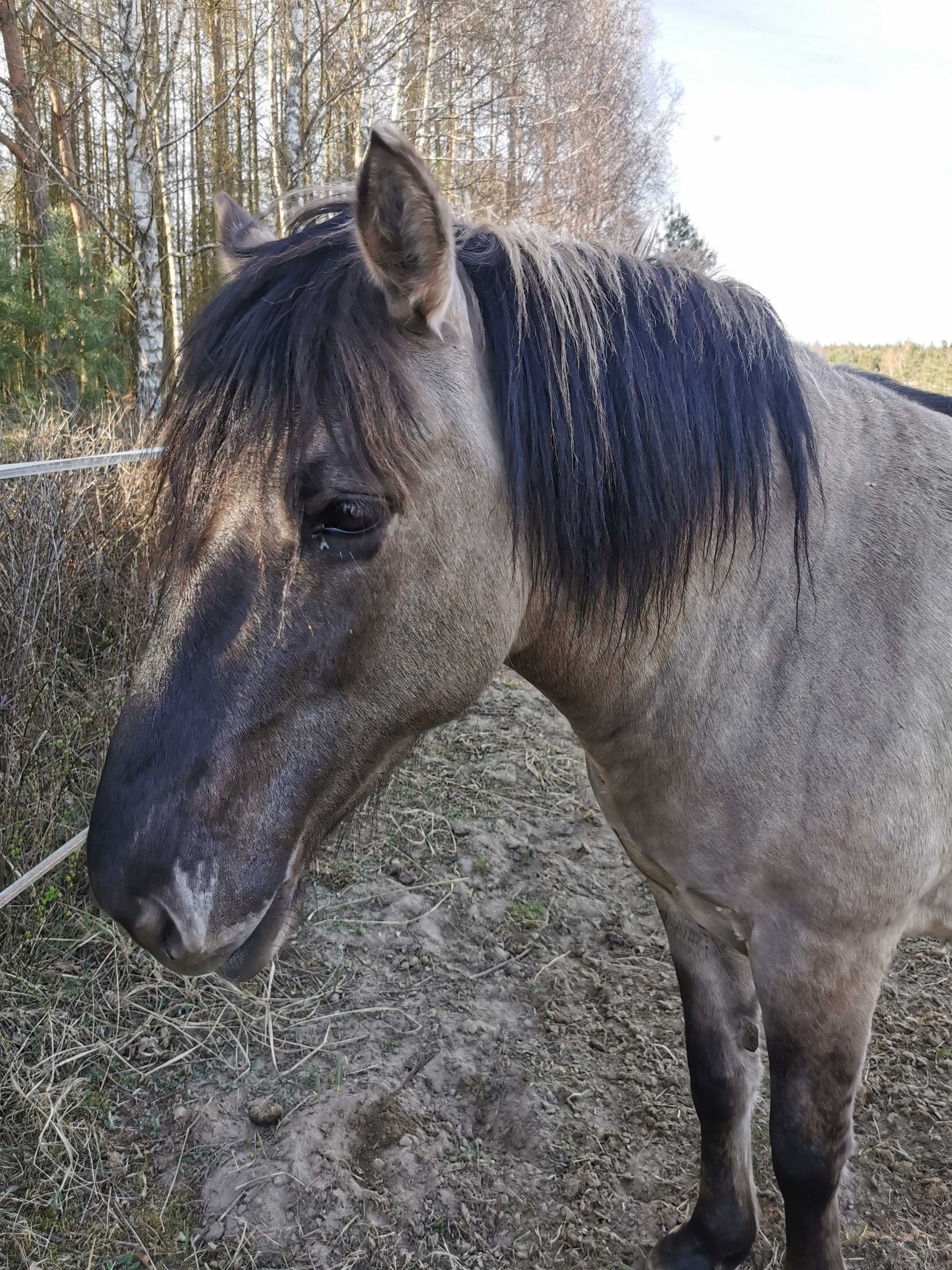 Cudowny Konik polski 5 lat