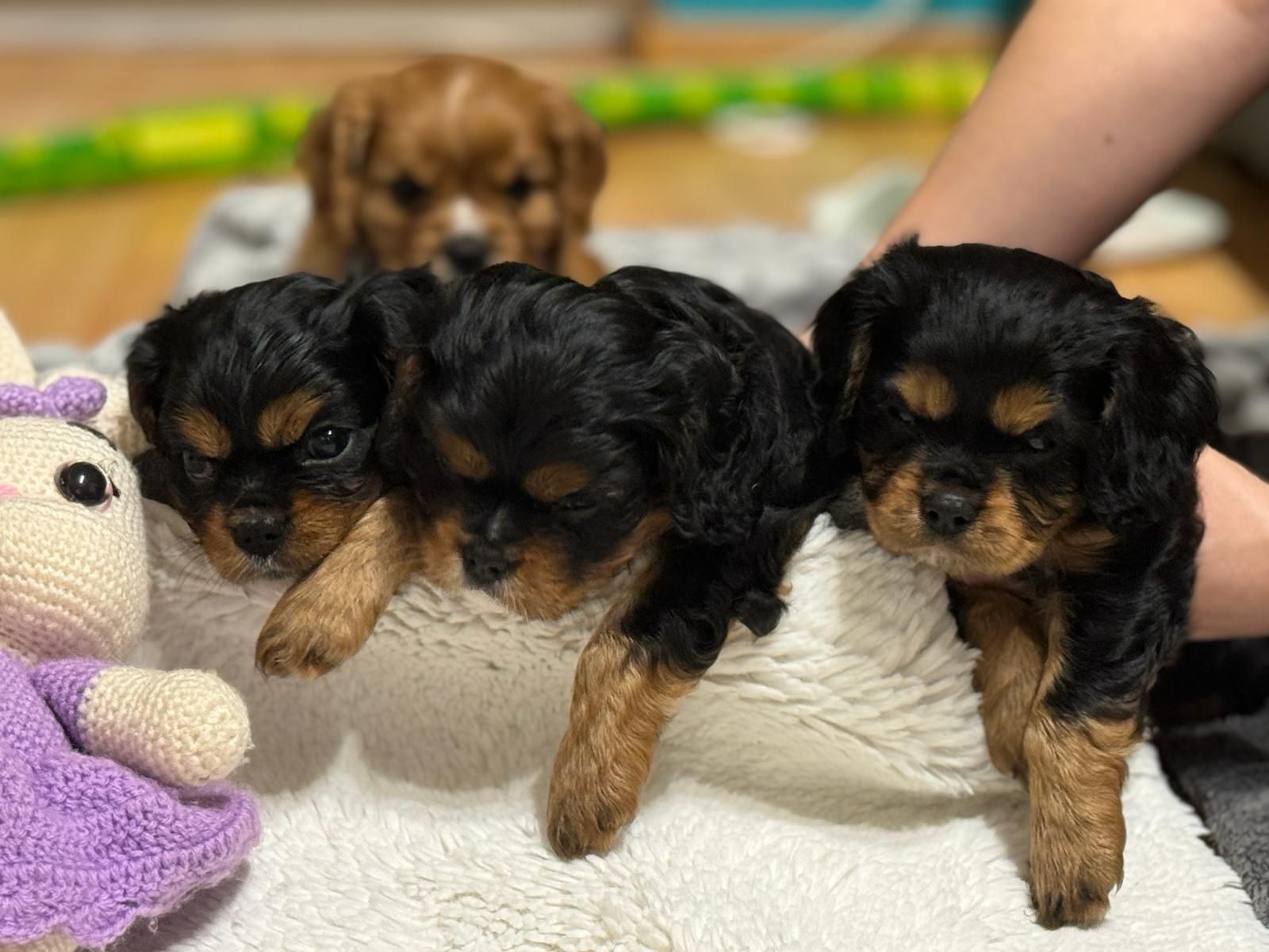 Cavalier King Charles Spaniel