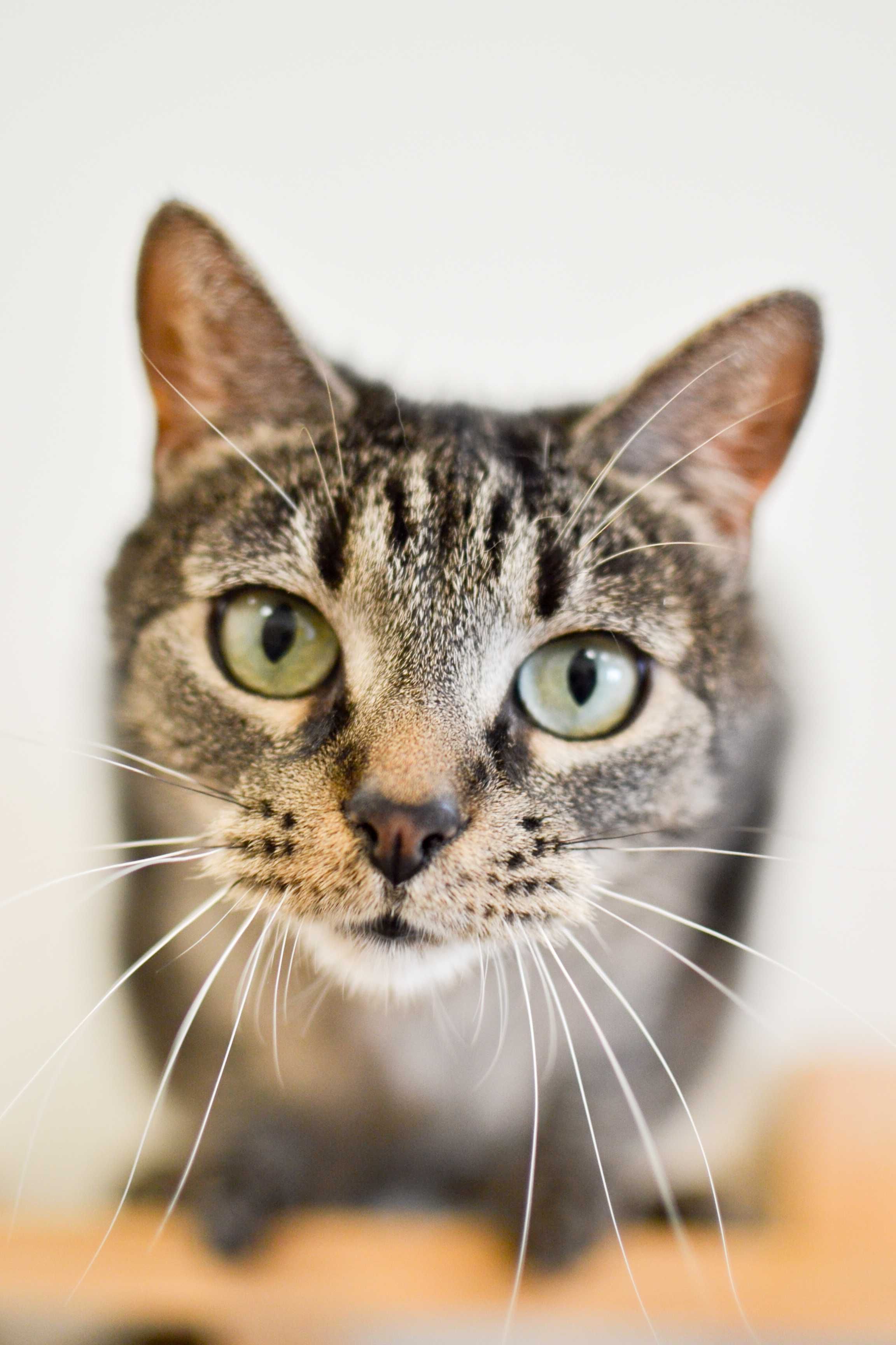 Lena - niezwykle przyjazna i łagodna kotka do adopcji!