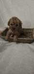 Maltipoo mini sunia