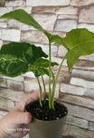 Syngonium mottled mojito