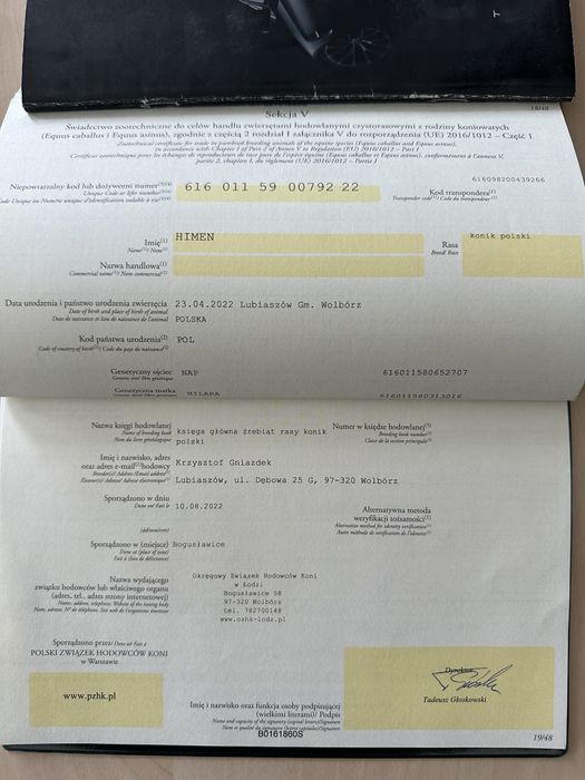 Koniki Polskie klacz i dwa wałachy