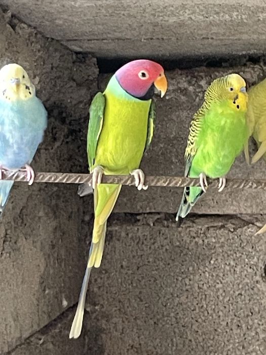 Vendo casal cabeça de ameixa