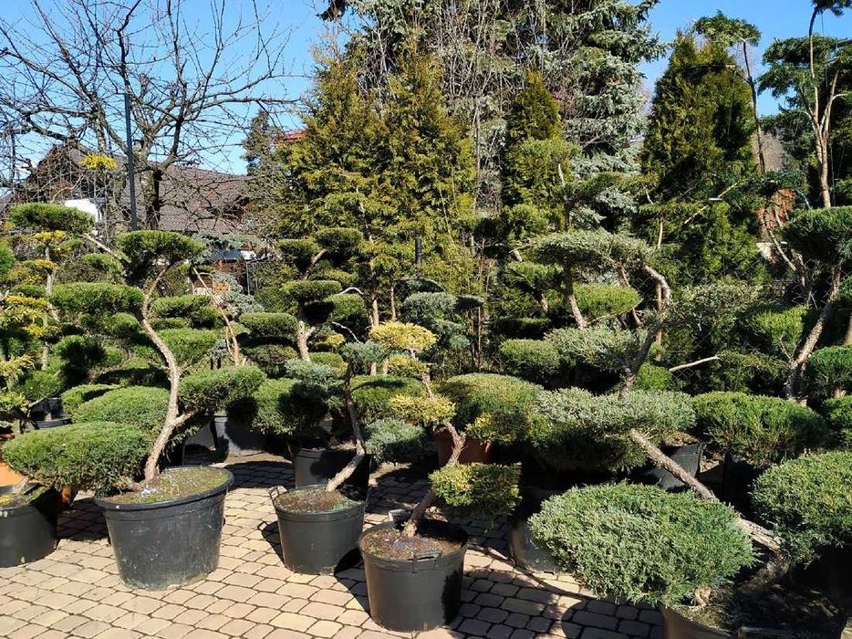 Sosny bonsai - niwaki- drzewka formowane  na taras , do ogrodu 400 szt