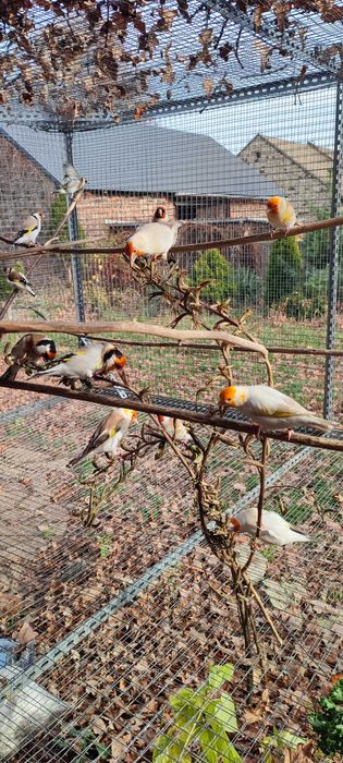 Szczygły syberyjskie Carduelis carduelis major