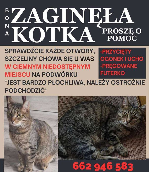 Zaginął kot, błagam pomoc Jurków