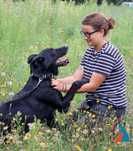 Pełen miłości i radości, serdeczny, oddany, duży psiak do adopcji