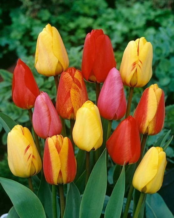 Tulipan POLSKI mieszanka 25 szt. Cebulki Tulipana Tulipanów Tulipany
