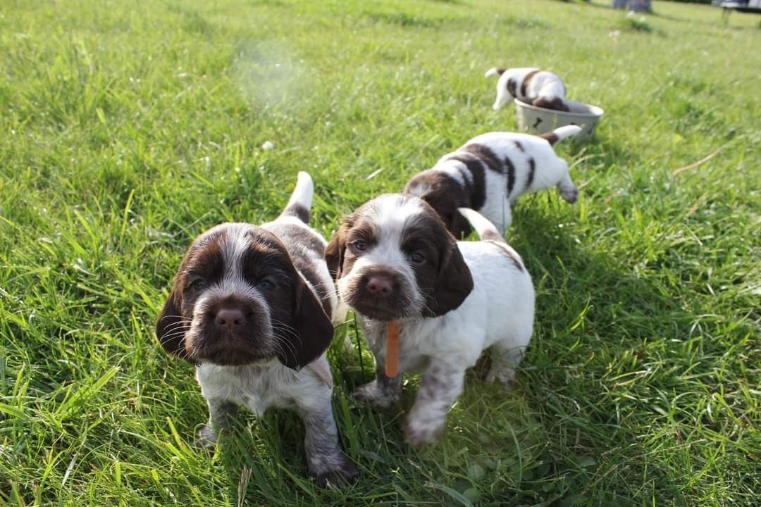 Polski spaniel myśliwski