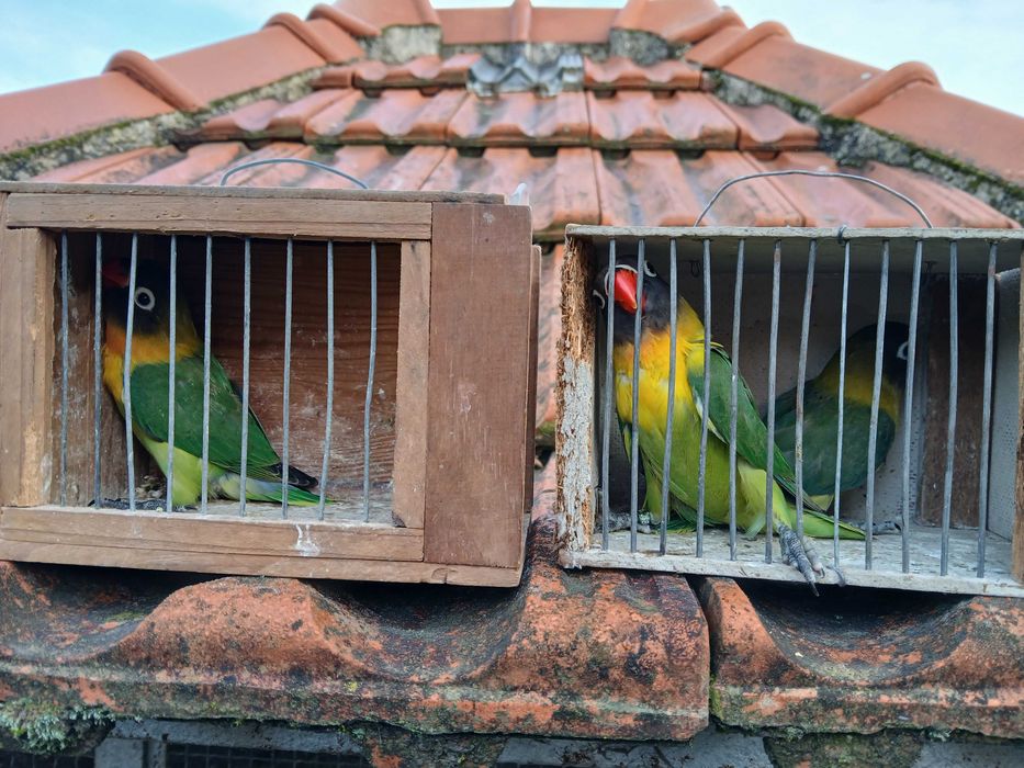 Agaponis Personatas e ficher