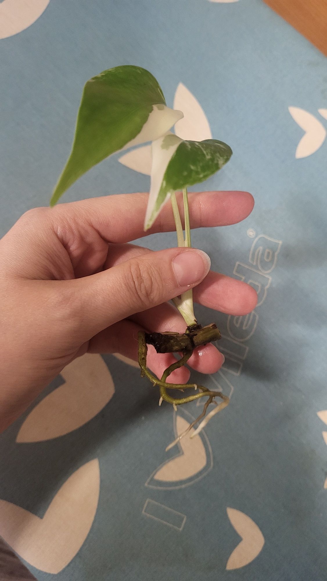 Mini monstera varie