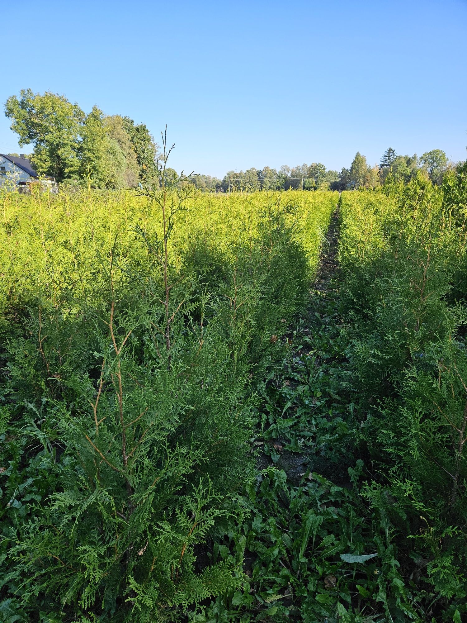 Thuja BRABANT 100 - 120cm  nie Smaragd