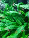 Krewetki Red Cherry