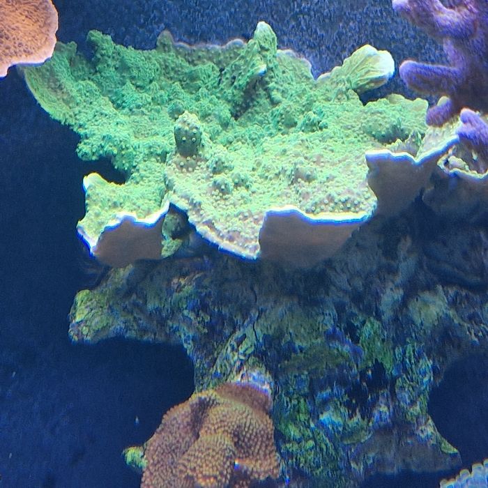 Montipora capricornis Toxic Green
