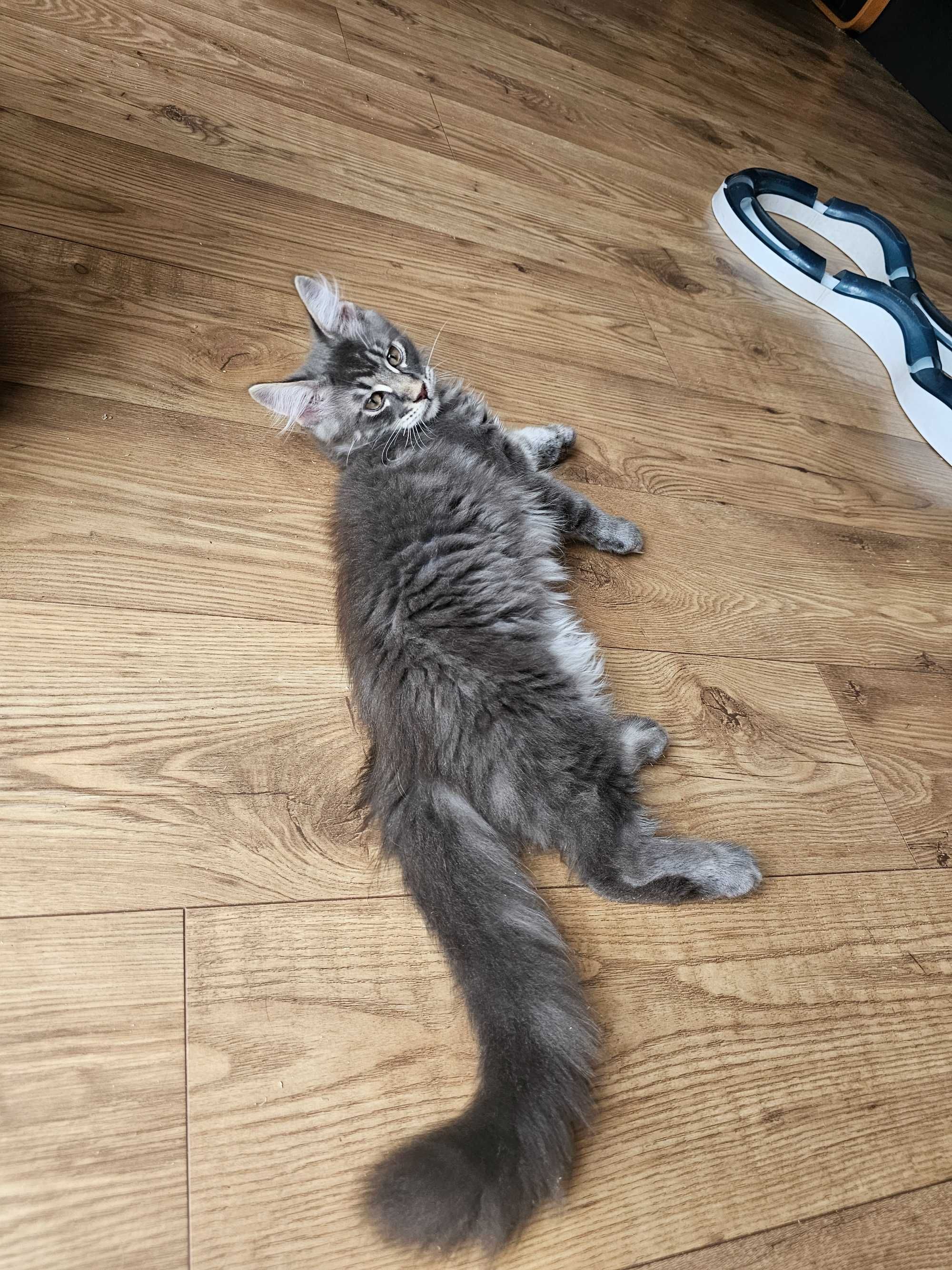 Kocurek Maine Coon