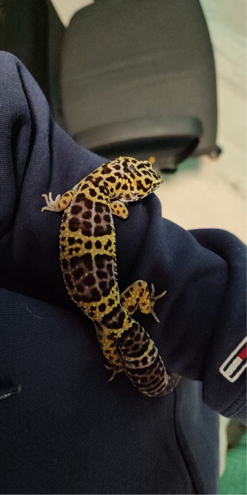 Gekon lamparci wraz z terarium i wyposażeniem
