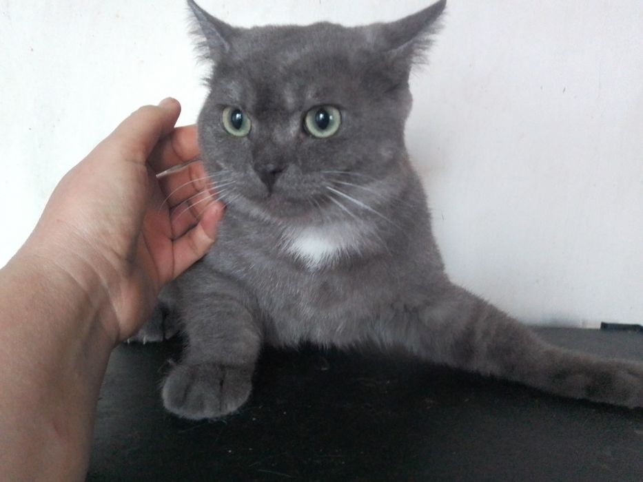 Британський котик  кошеня хлопчик