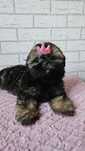 Suczka Shih Tzu 3msc